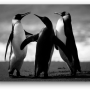 penguins.png